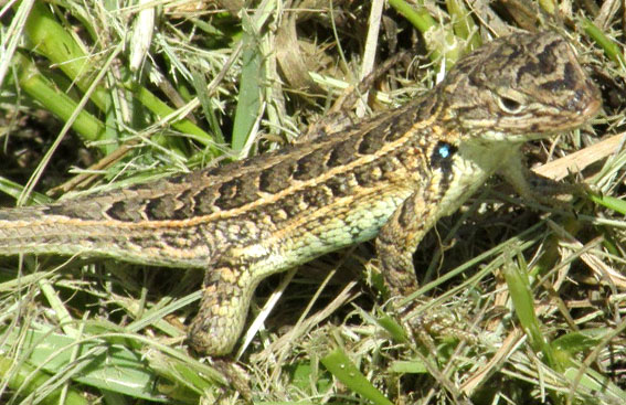 Southern Bunchgrass Lizard, SCELOPORUS AENEUS