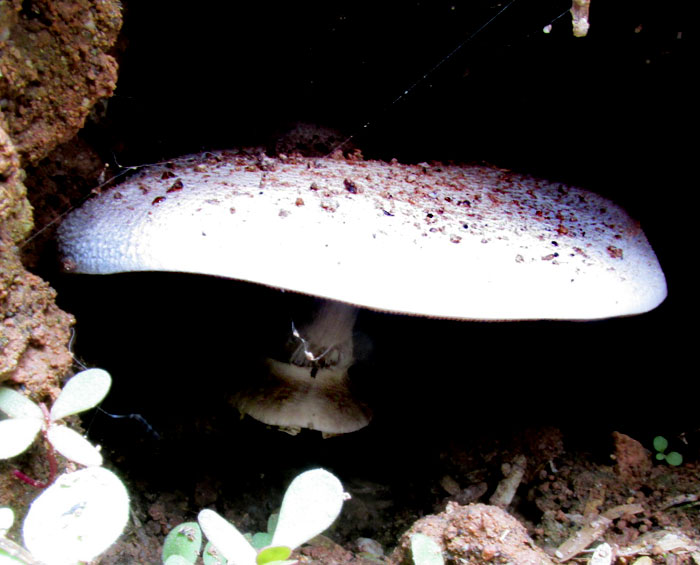 edible Agaricus, maybe Agaricus campestris, in a rabbit burrow