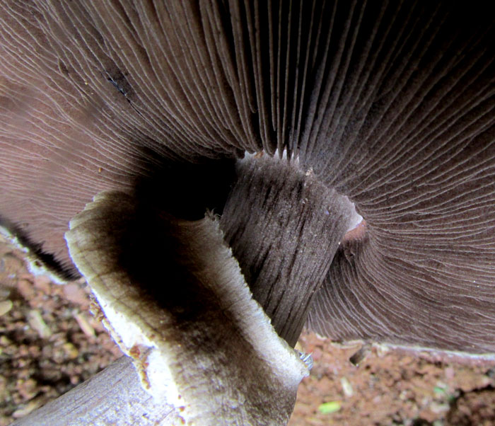 ring, or annulus, on edible Agaricus, maybe Agaricus campestris