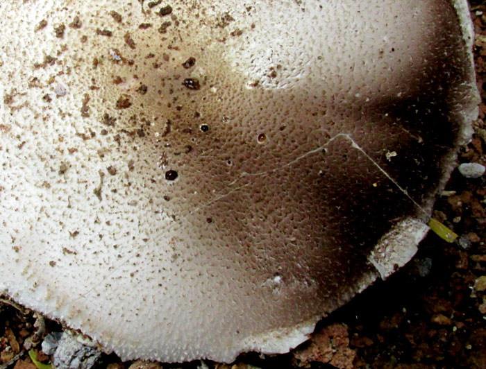 edible Agaricus, maybe Agaricus campestris, cap