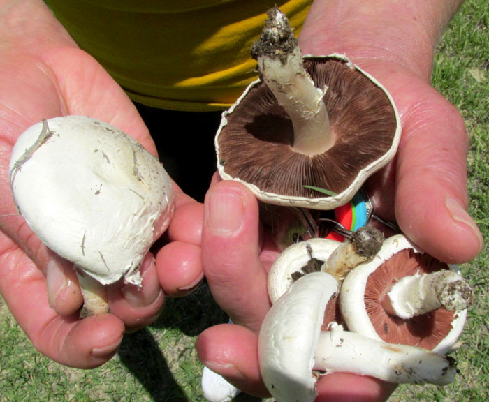 edible Agaricus, surely Agaricus bisporus