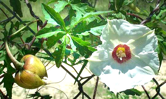 MERREMIA DISSECTA, Alamo Vine