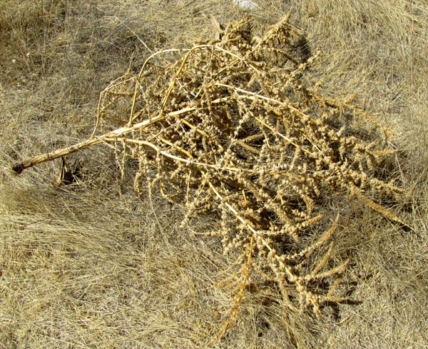 Spiny Amaranth, AMARANTHUS SPINOSUS, plant pulled up by farmer