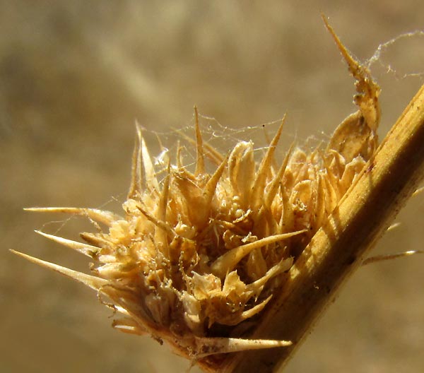 Spiny Amaranth, AMARANTHUS SPINOSUS, spiny fruiting head