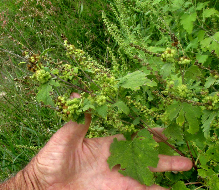 Bur Ragweed, AMBROSIA CORDIFOLIA, in habitat