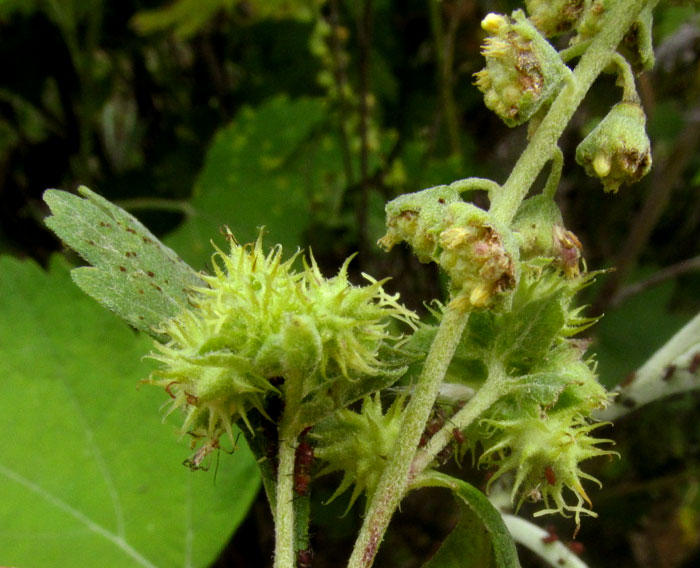 Bur Ragweed, AMBROSIA CORDIFOLIA, male & female heads