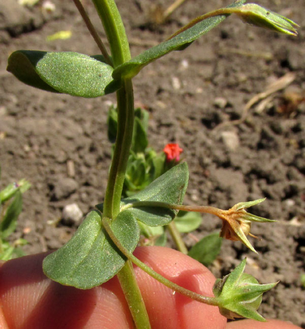 Scarlet Pimpernel, ANAGALLIS ARVENSIS, capsules on long pedicles