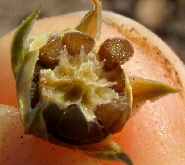 Scarlet Pimpernel, ANAGALLIS ARVENSIS, mature capsule with top removed showing seeds