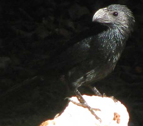 Groove-billed Ani, CROTOPHAGA SULCIROSTRIS