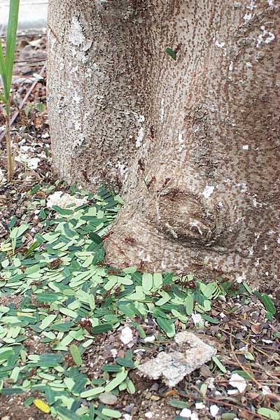 Leafcutter Ants