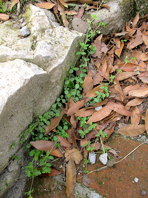 Spreading Sandwort, ARENARIA LANUGINOSA, form & habitat