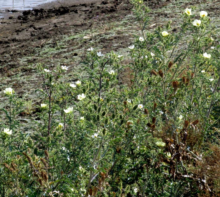 Pale Mexican Pricklypoppy, ARGEMONE OCHROLEUCA, habitat