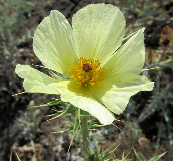 Pale Mexican Pricklypoppy, ARGEMONE OCHROLEUCA, flower from above