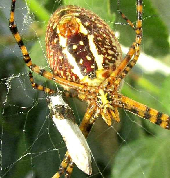 Banded Argiope, ARGIOPE TRIFASCIATA, female bottom view