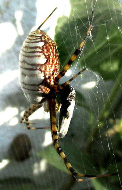Banded Argiope, ARGIOPE TRIFASCIATA, female dorsal view a little to side
