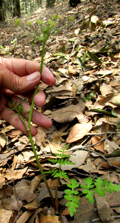 ARRACACIA AEGOPODIOIDES, habitat & form