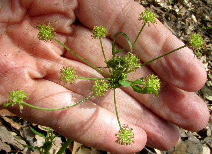 ARRACACIA AEGOPODIOIDES, compound umbel