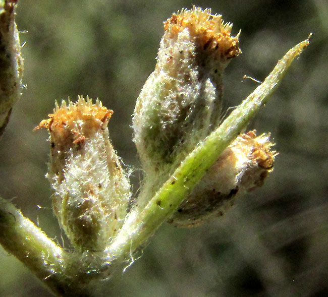 Mexican Silver Wormwood, ARTEMISIA LUDOVICIANA ssp. MEXICANA, flowering heads