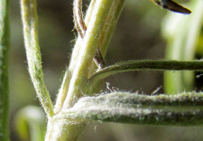 Mexican Silver Wormwood, ARTEMISIA LUDOVICIANA ssp. MEXICANA, cobwebby hairs on stem and leaves