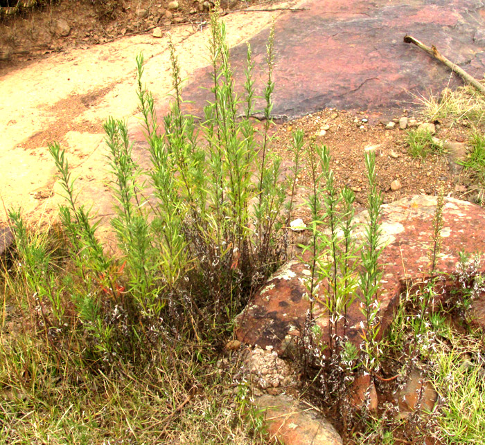 Mexican Silver Wormwood, ARTEMISIA LUDOVICIANA ssp. MEXICANA, population near stream