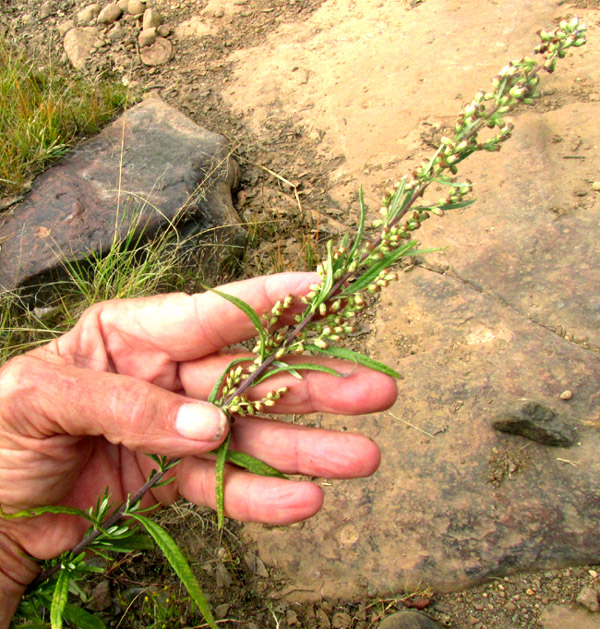 Mexican Silver Wormwood, ARTEMISIA LUDOVICIANA ssp. MEXICANA, flowering stem tip