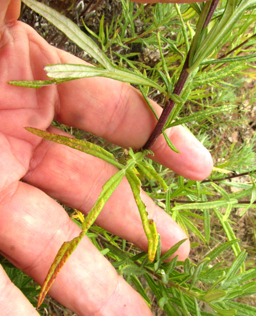 Mexican Silver Wormwood, ARTEMISIA LUDOVICIANA ssp. MEXICANA, deeply lobed green leaf