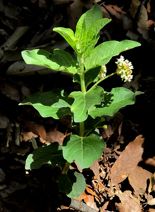 ASCLEPIAS PRINGLEI, form & habitat