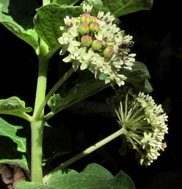 ASCLEPIAS PRINGLEI, inflorescences with long peduncles