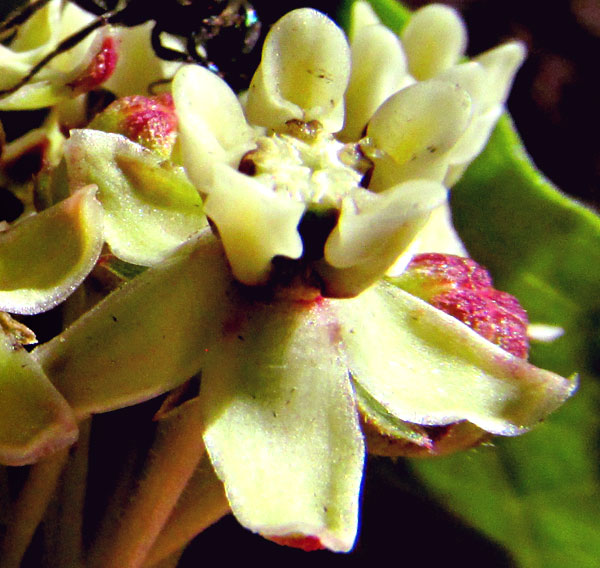 ASCLEPIAS PRINGLEI, flower