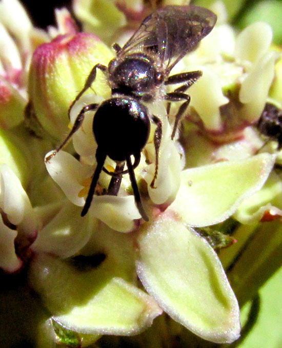 ASCLEPIAS PRINGLEI, pollinator on flower