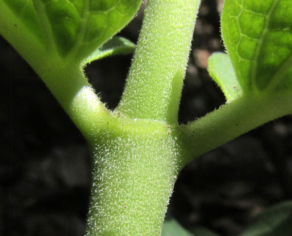 ASCLEPIAS PRINGLEI, hairy stem and petioles