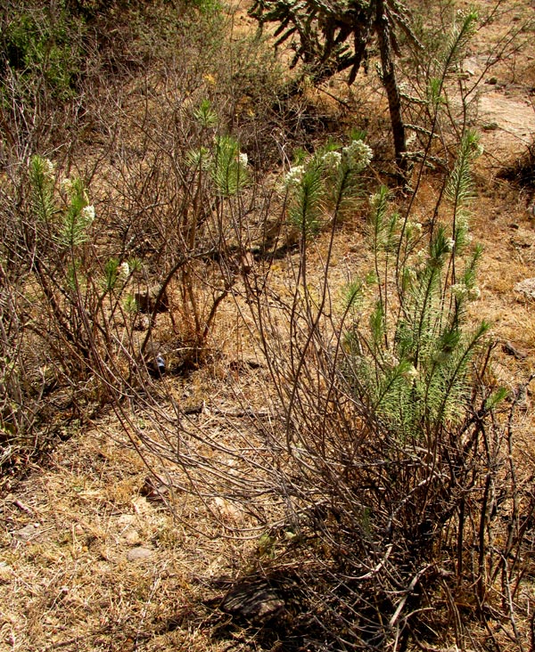 Pineneedle Milkweed, ASCLEPIAS LINARIA, plant in habitat