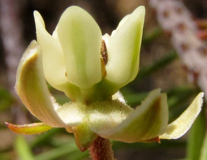 Pineneedle Milkweed, ASCLEPIAS LINARIA, flower close-up, view from side