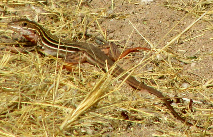 Common Spotted Whiptail, ASPIDOSCELIS GULARIS