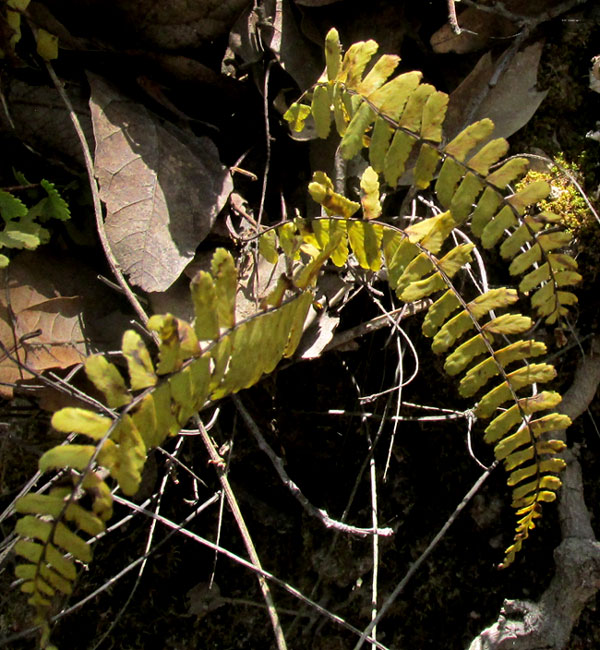 Black-stemmed Spleenwort, ASPLENIUM RESILIENS