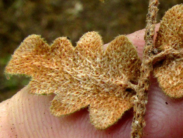 Hybrid Cloakfern, ASTROLEPIS INTEGERRIMA, scales on pinnae undersurface after first rain