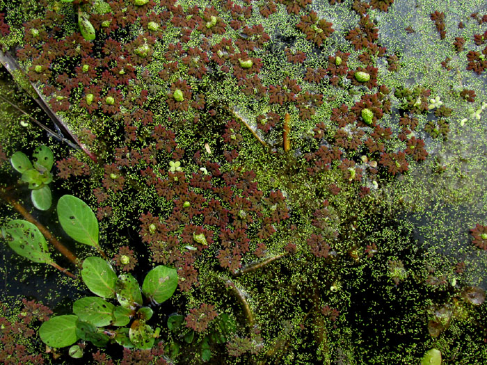 Mosquito Fern, AZOLLA, habitat