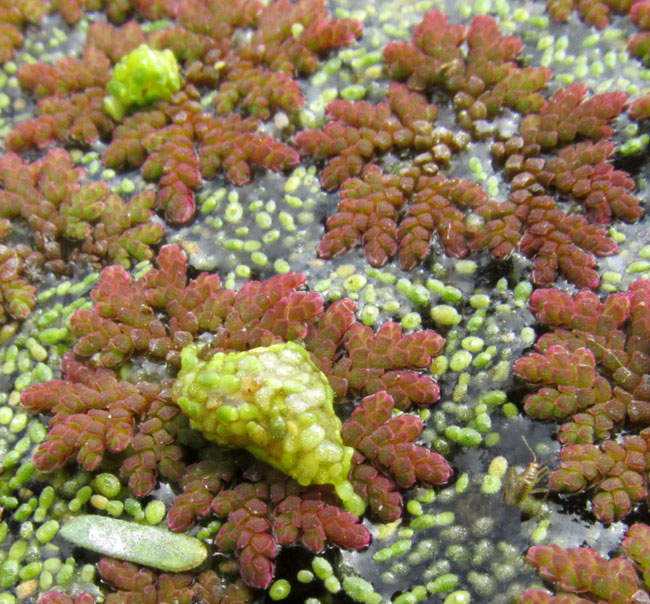 Mosquito Fern, AZOLLA, with burst sporocarp