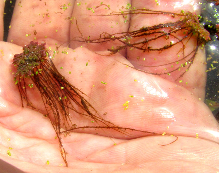 Mosquito Fern, AZOLLA, two fronds with roots in hand