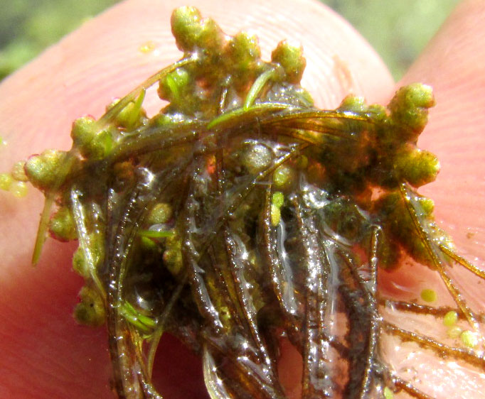 Mosquito Fern, AZOLLA, roots emerging from frond undersurface