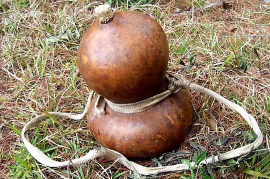 LAGENARIA SICERARIA, Mexican Water Bottle Gourd