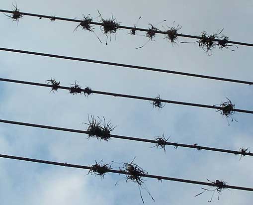 TILLANDSIA RECURVATA on powerline