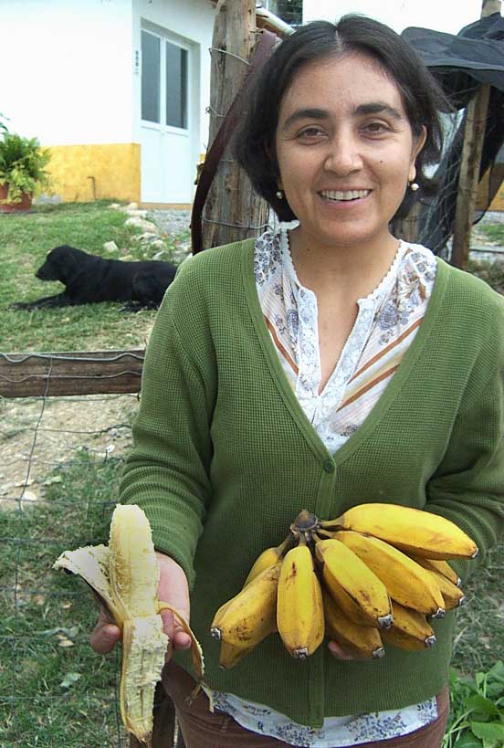 Costillón Bananas