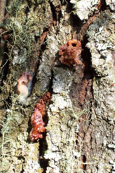 bark beetle infestation in Pinus greggii