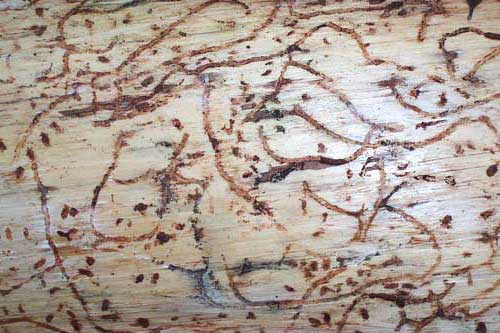 bark beetle infestation in Pinus greggii