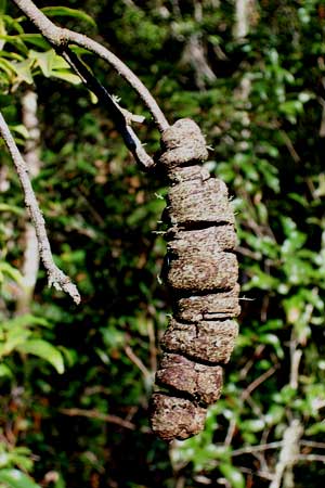 galls on Quercus affinis in Mexico