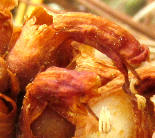 CONOPHOLIS ALPINA, dried, orange-brown corolla with extended stamens