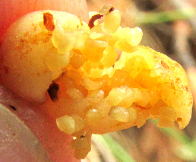 CONOPHOLIS ALPINA, dried, orange-brown corollas with extended stamens