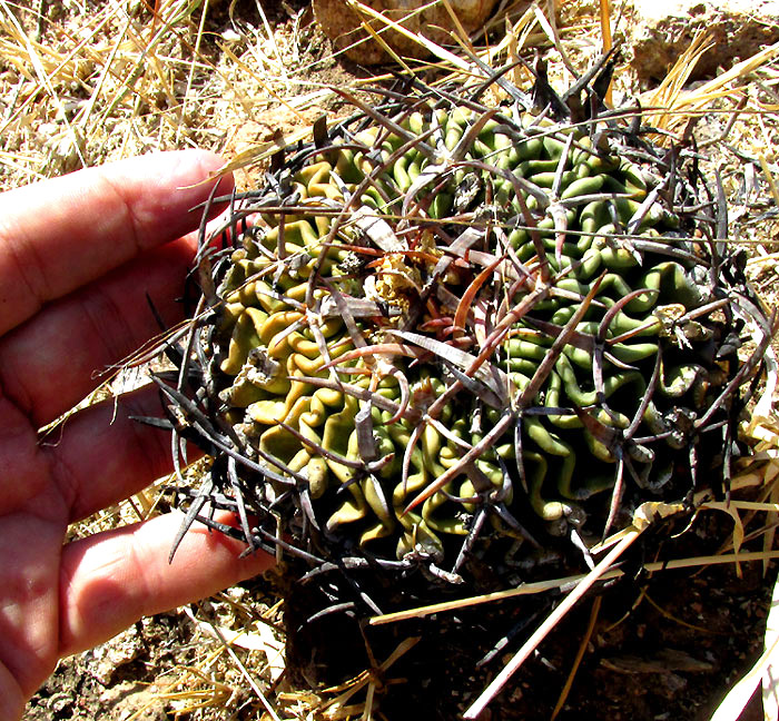 Biznaga, STENOCACTUS OBVALLATUS