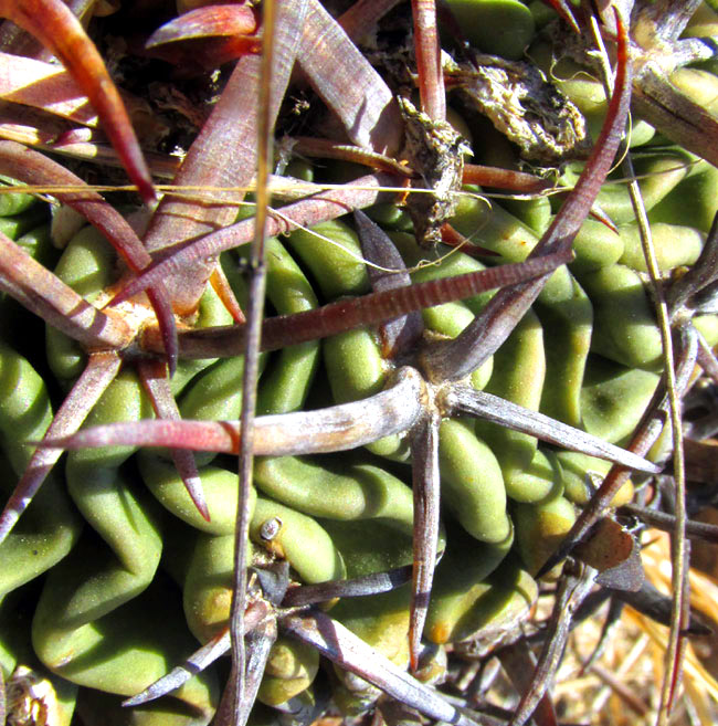 Biznaga, STENOCACTUS OBVALLATUS